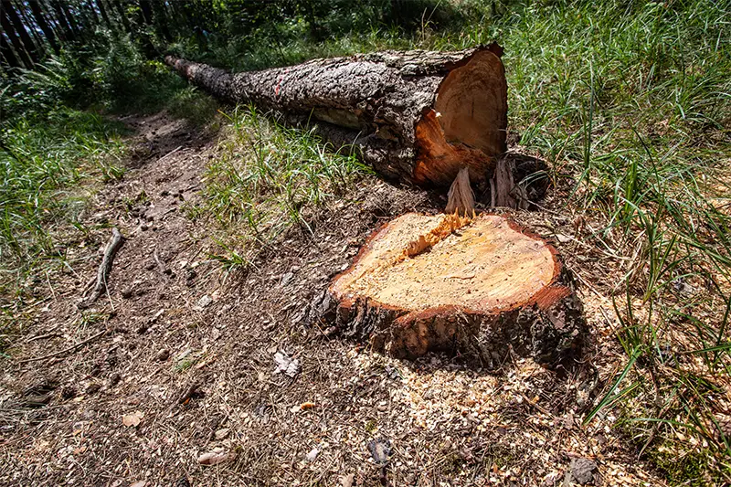 stump grinding claverdon
