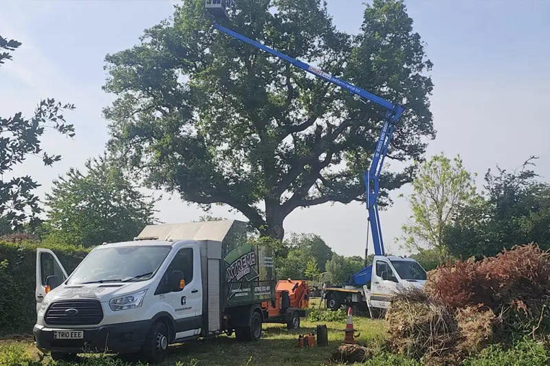 tree removal