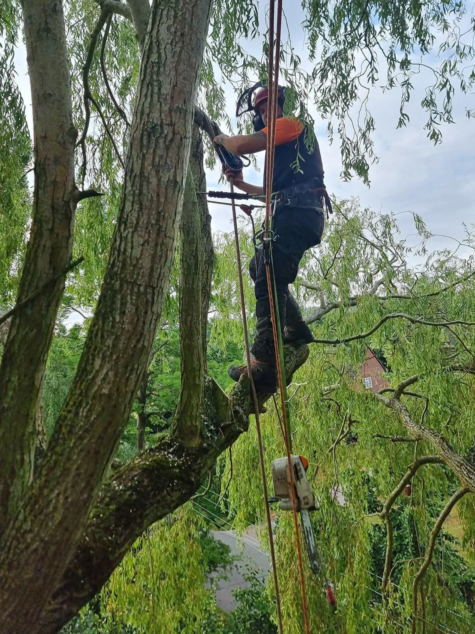 Crown Lifting Thinning
