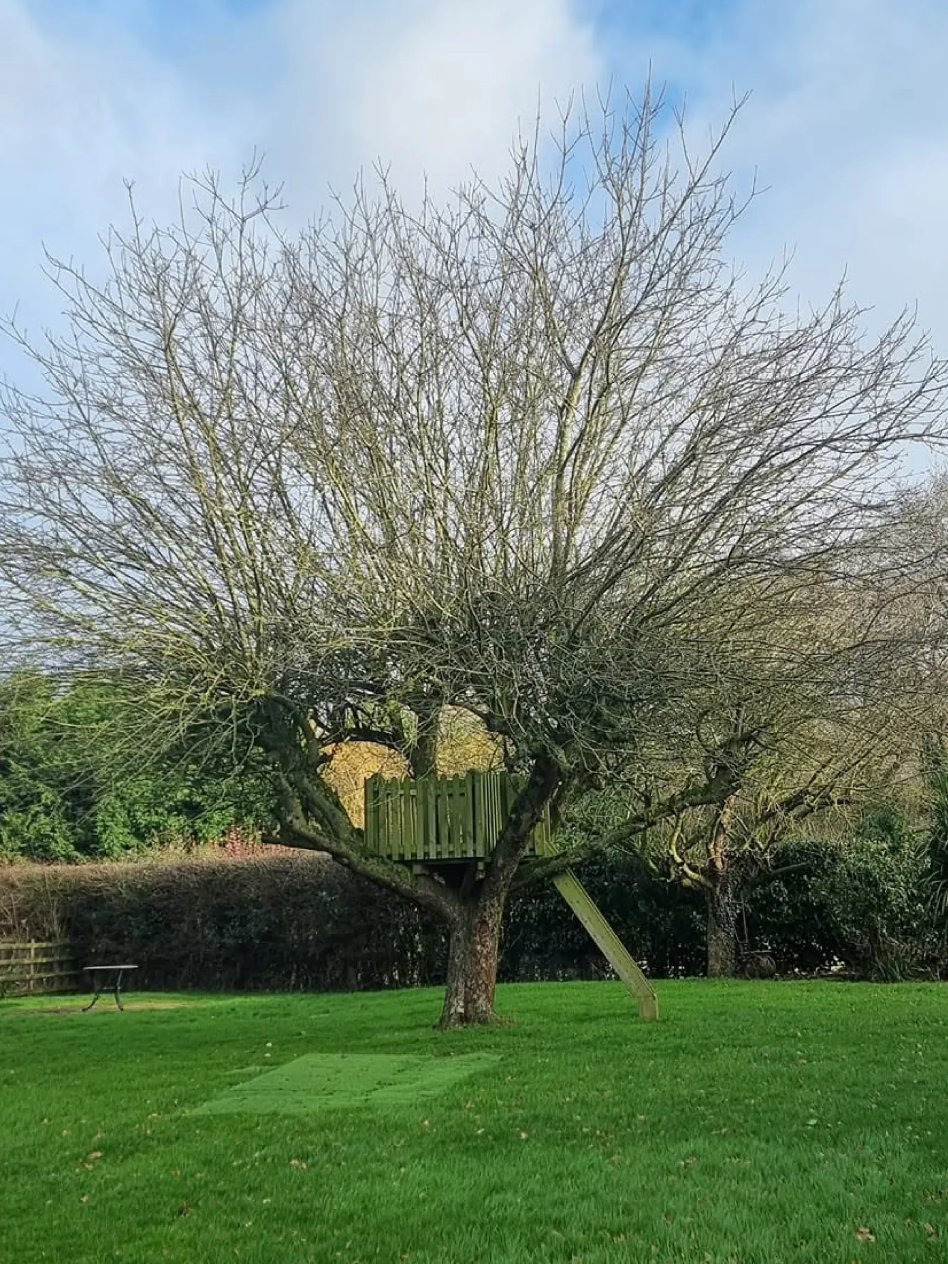 Tree Pollarding