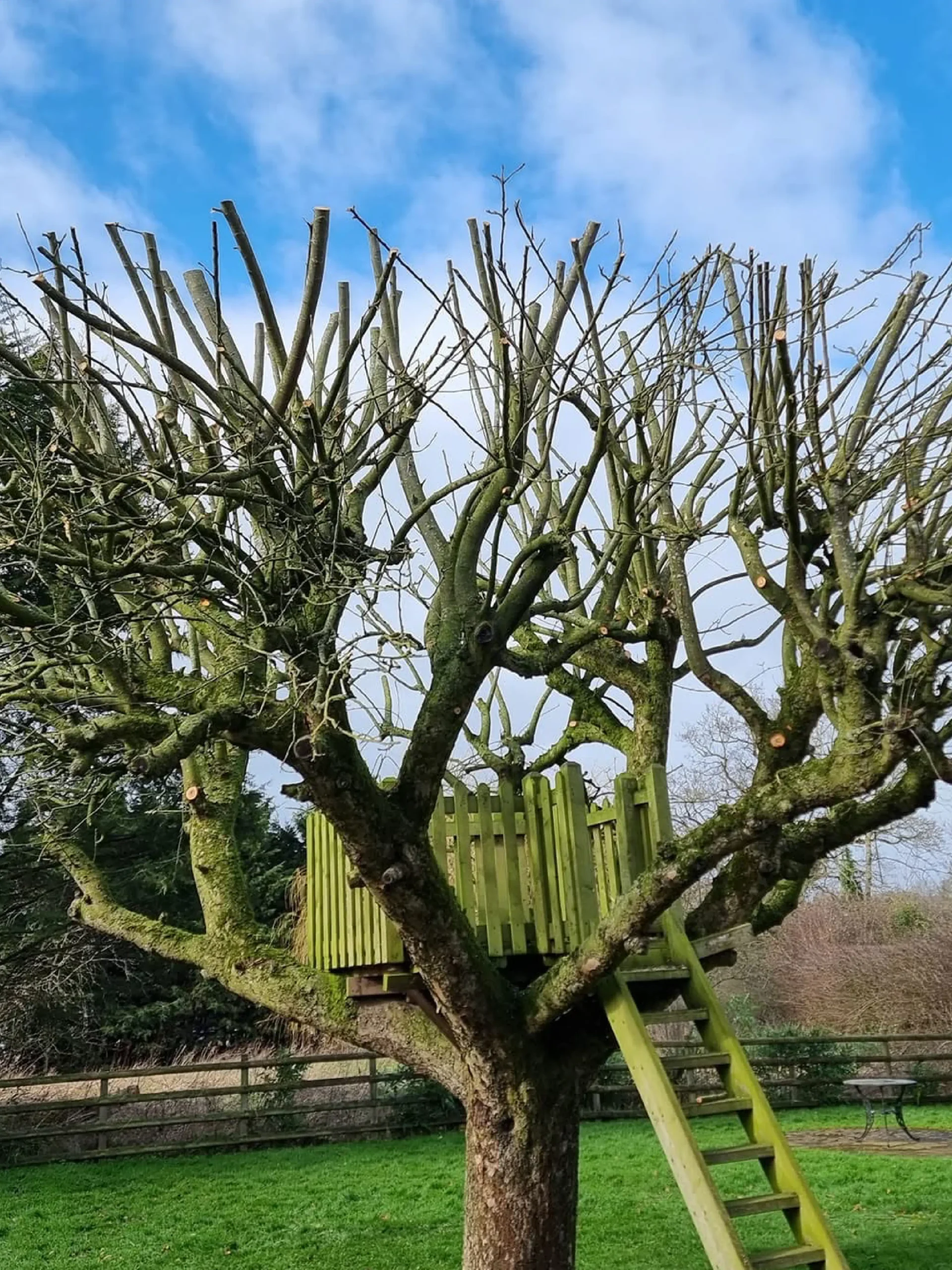 Tree Pollarding