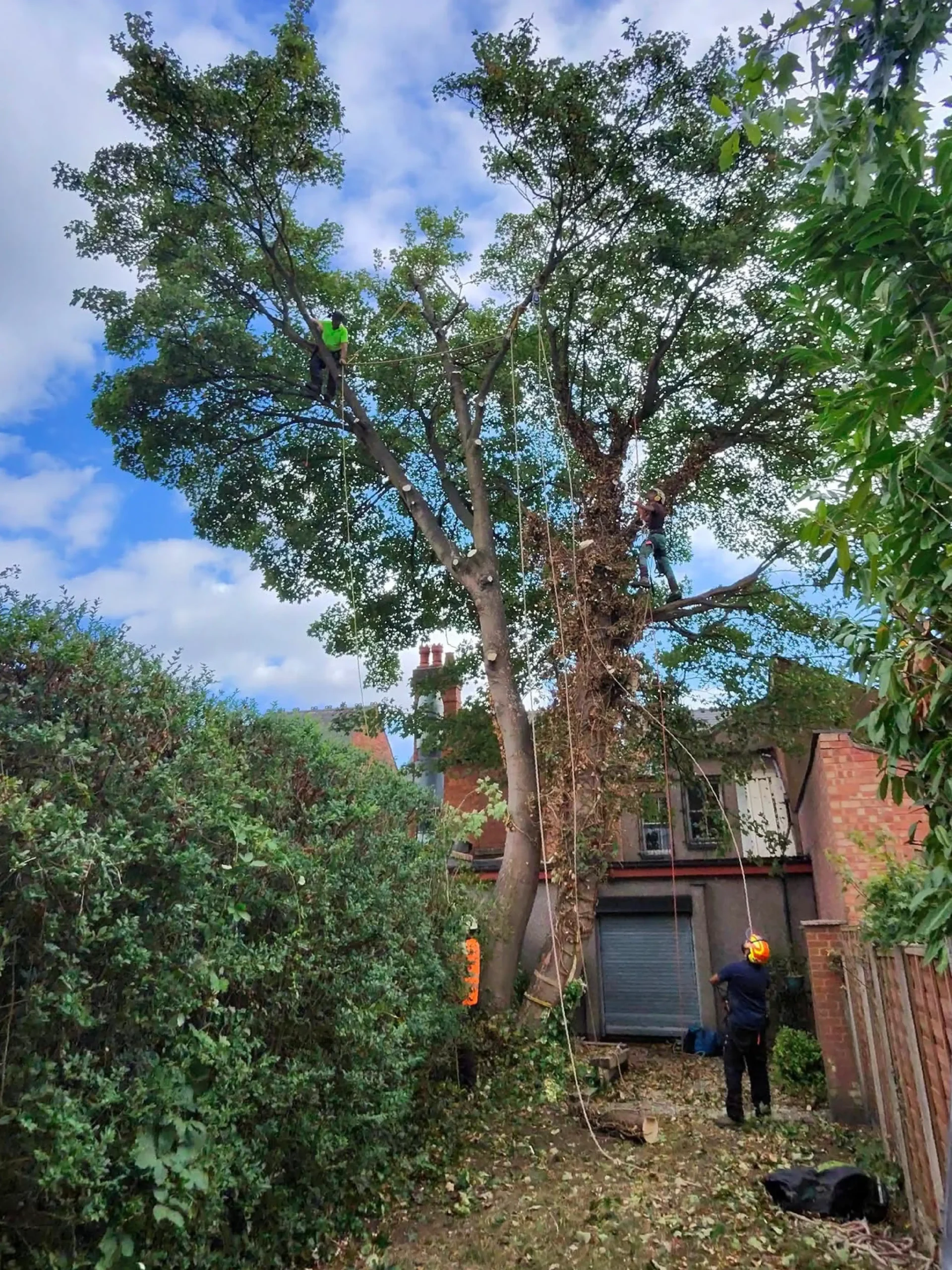 Tree Surgery