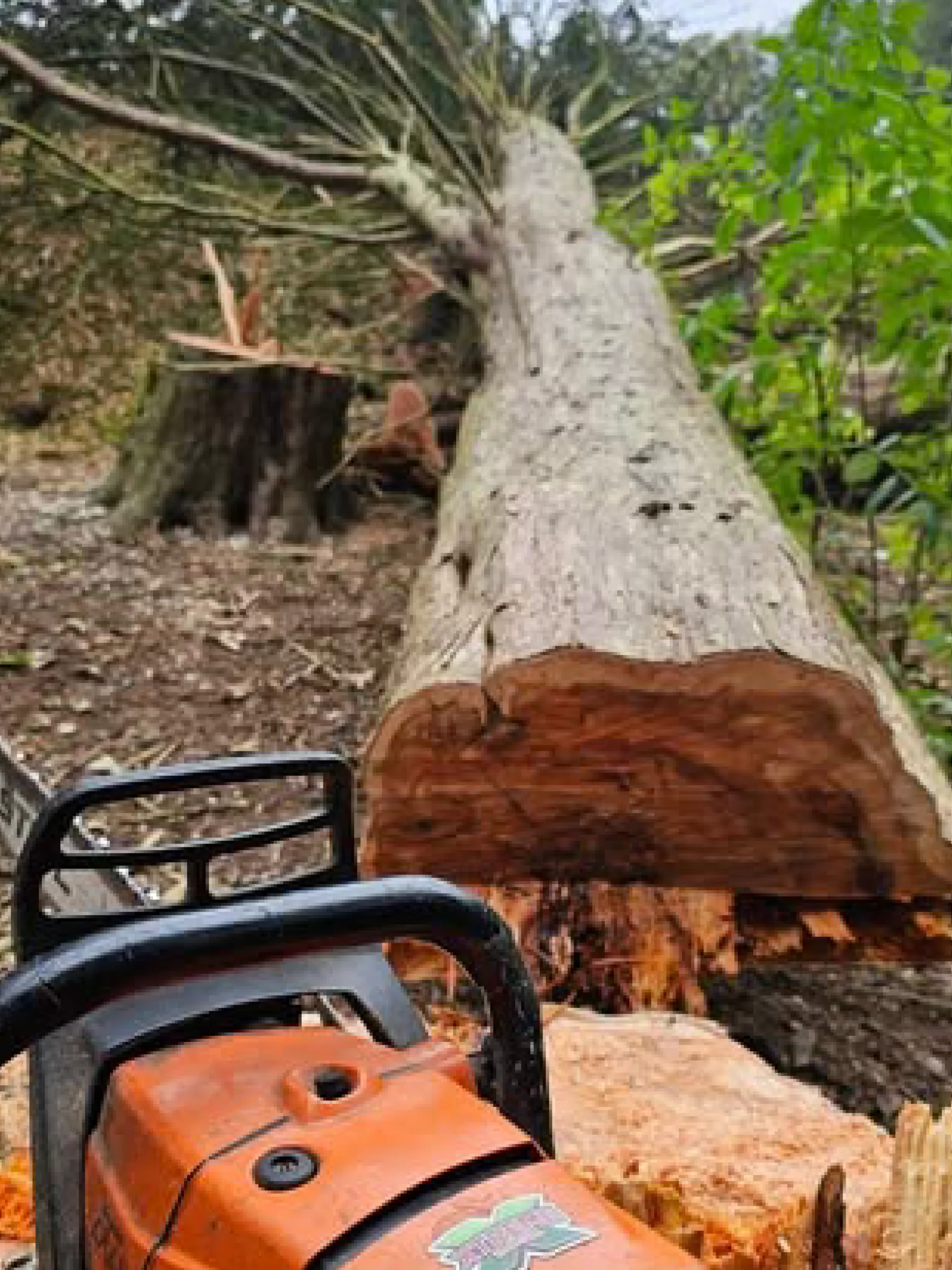 Tree Surgery